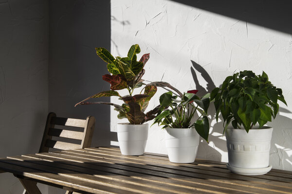 zelené rastliny na drevenom stole